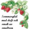 Sommarglid smultron 50 ml - GLIDMEDEL